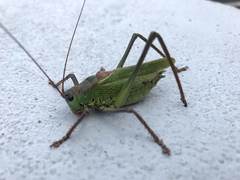 Calliphona palmensis