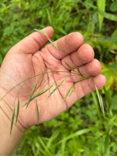 iNaturalist observation photo of Hairy Woodland Brome