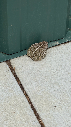 Woodhouse's Toad