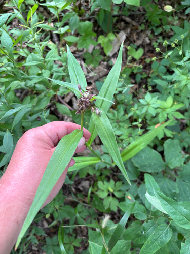 iNaturalist observation photo of Zigzag Spiderwort