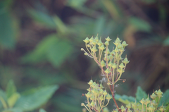 Jovellana punctata