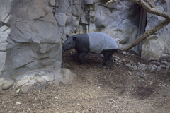 Tapirus indicus