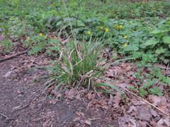 Lolium giganteum