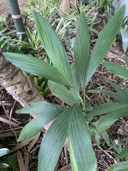 Chamaedorea stolonifera