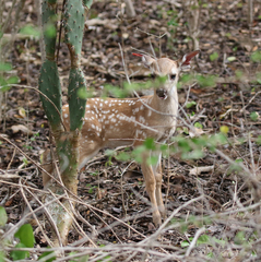 Odocoileus virginianus curassavicus