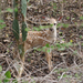 Curaçao White-tailed Deer - Photo (c) Robin Gwen Agarwal, some rights reserved (CC BY-NC), uploaded by Robin Gwen Agarwal