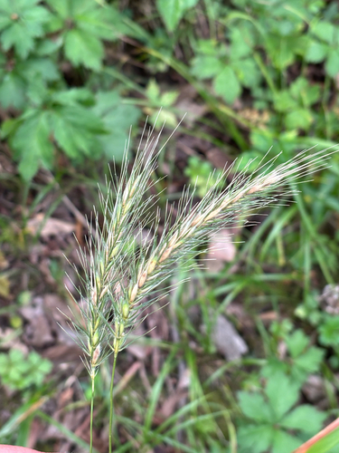 iNaturalist observation photo of silky wild rye