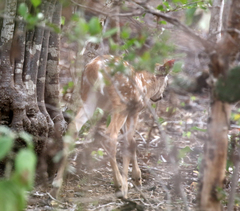 Odocoileus virginianus curassavicus