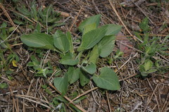 Viola ambigua
