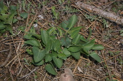 Viola ambigua