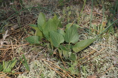 Viola ambigua