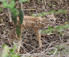 Odocoileus virginianus curassavicus