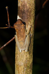 Osteocephalus deridens