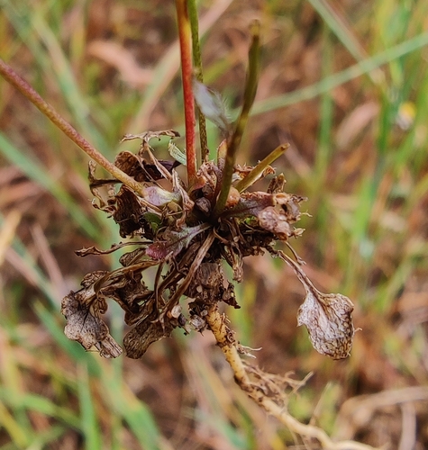 Teesdalia nudicaulis, photograph 5