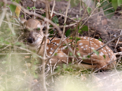 Odocoileus virginianus curassavicus
