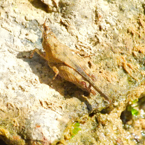 Aztec Pygmy Grasshopper