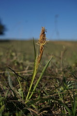 Carex flacca serrulata