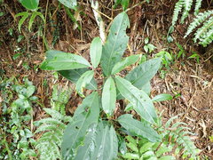 Turpinia ternata