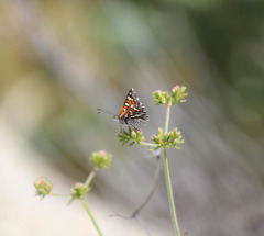 Apodemia virgulti