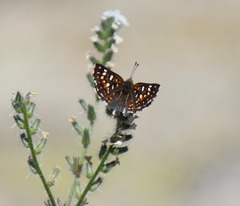 Apodemia virgulti
