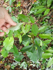 Elaeagnaceae