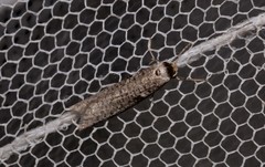 Lepidoscia euryptera