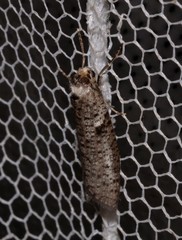 Lepidoscia euryptera