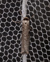 Lepidoscia euryptera