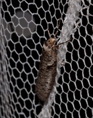 Lepidoscia euryptera