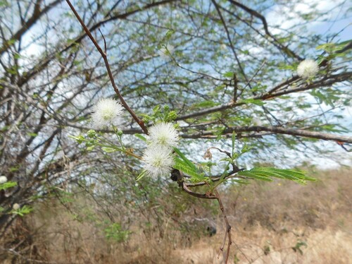 Lysiloma divaricatum
