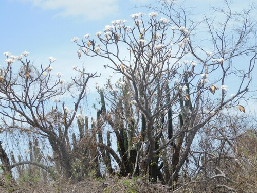 Plumeria rubra