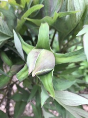 Paeonia × suffruticosa
