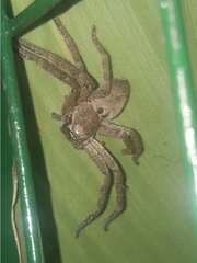 Polybetes rapidus