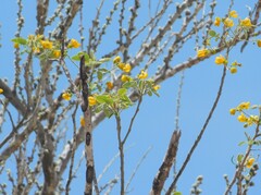 Senna atomaria