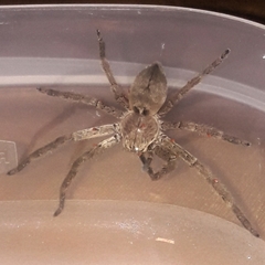 Polybetes rapidus