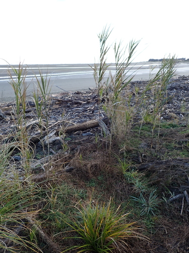 Phragmites karka, photograph 5
