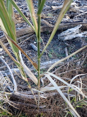Phragmites karka, photograph (c) Arnim Littek, some rights reserved (CC BY)