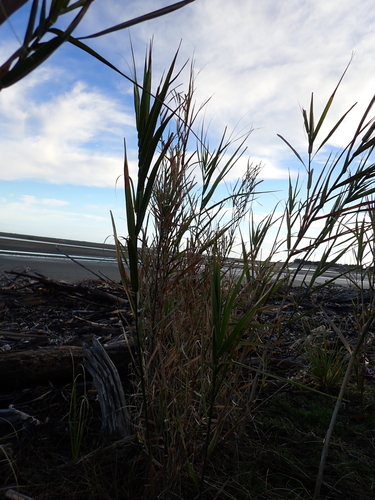 Phragmites karka, photograph 4