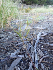 Phragmites karka