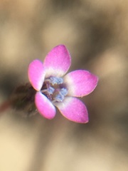 Gilia minor