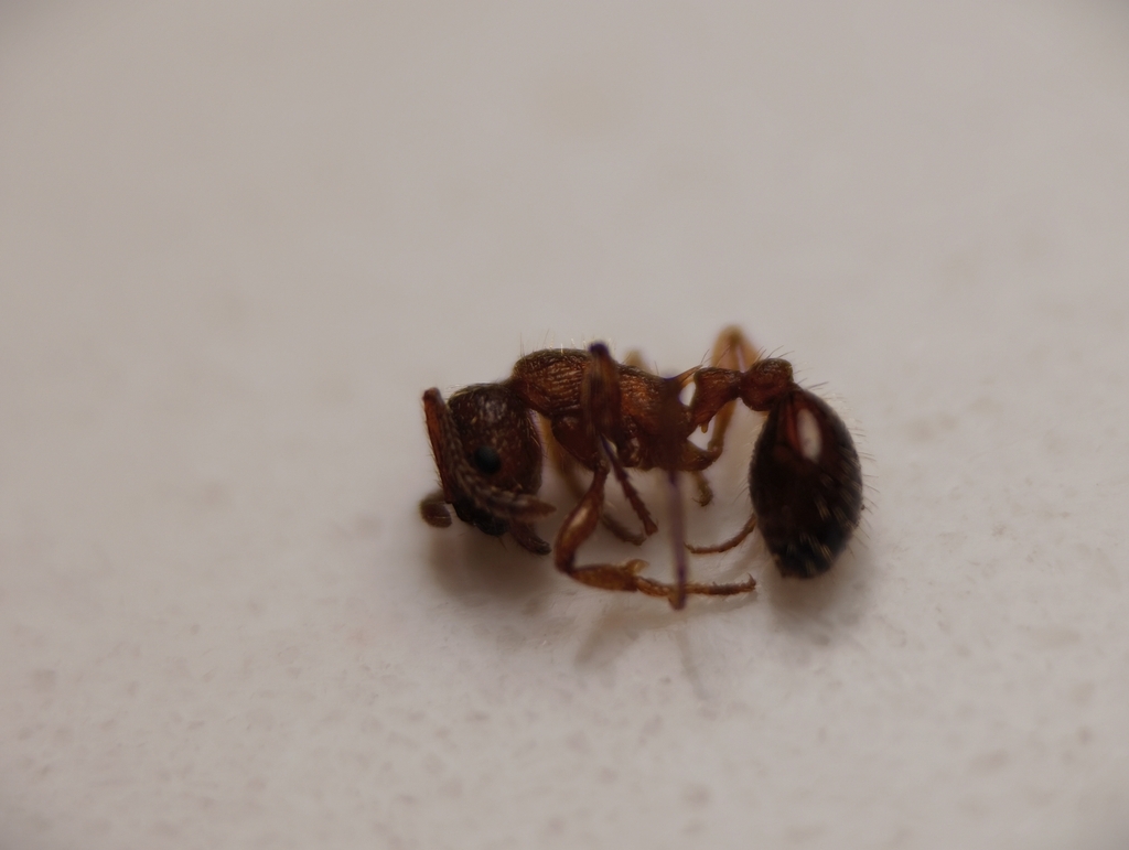 Myrmica curvithorax