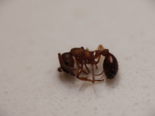 Myrmica curvithorax