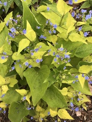 Brunnera