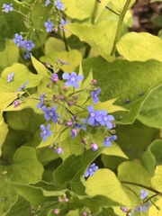Brunnera