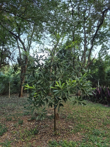 Abiu
