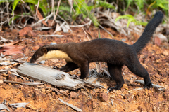 Yellow-Throated Marten photo 3