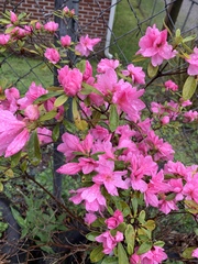 Rhododendron simsii