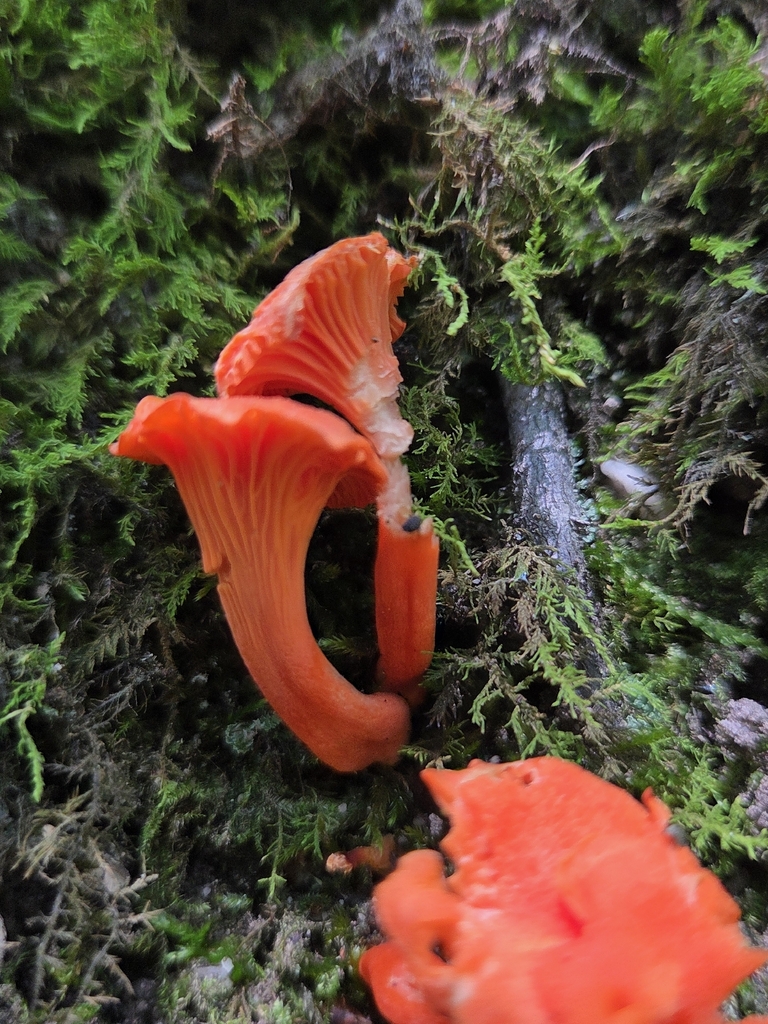 Red Chanterelle · July 2026 · photo: Photo: (c) Mike Slater, some rights reserved (CC BY) · iNaturalist