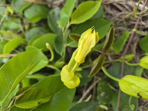 Passiflora mucronata