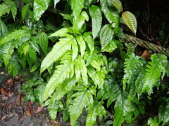 Tectaria phaeocaulis